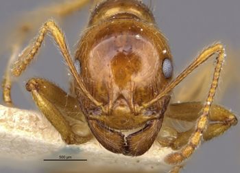 Media type: image;   Entomology 22782 Aspect: head frontal